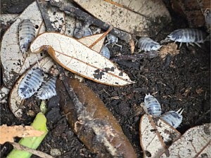 Dairy Cow Isopod